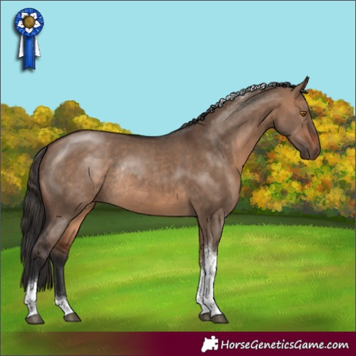 Horse Color:Bay Dun Tobiano Rabicano 