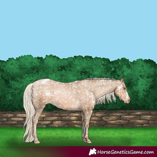 Horse Color:White Spotted Chocolate Palomino Pearl Appaloosa 