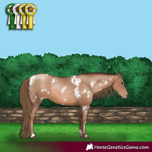 Horse Color:White Spotted Liver Chestnut Pearl 