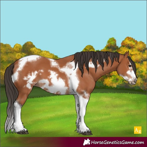 Horse Color:Bay Tobiano Frame 