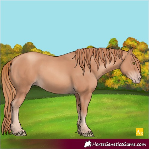 Horse Color:Gold Champagne 