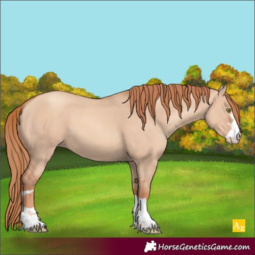 Horse Color:Gold Champagne Dun 