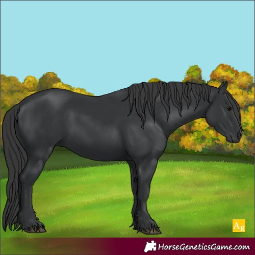 Horse Color:Black 