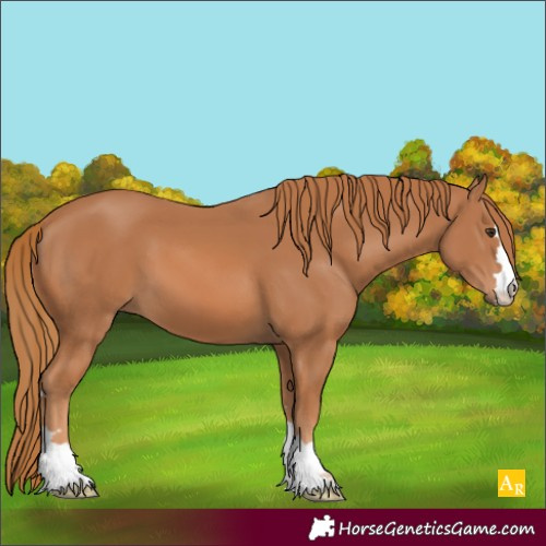 Horse Color:Chestnut 