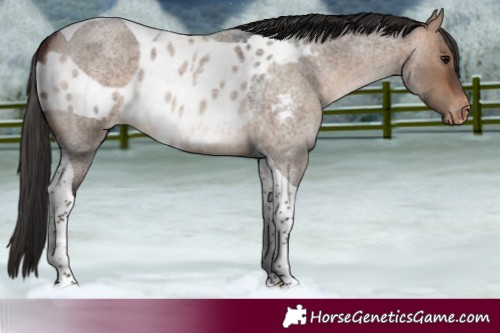 Horse Color:Bay Roan Dun Tobiano Skewed Appaloosa 