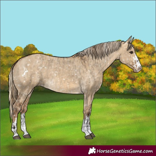 Horse Color:Buckskin Dun Snowflake Varnish  and Chocolate Palomino Dun Snowflake Varnish 
