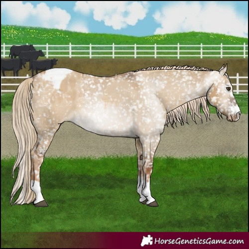 Horse Color:Chocolate Palomino Dun Appaloosa  and Gray Chocolate Palomino Dun Appaloosa 