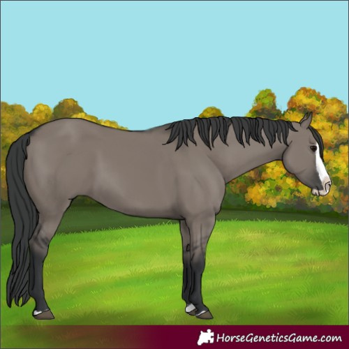 Horse Color:Grullo Splash 