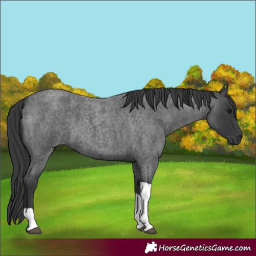 Horse Color:Blue Roan Tobiano 