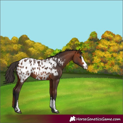 Horse Color:Bay Blanket  and Bay Blanket 