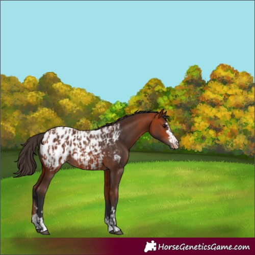 Horse Color:Bay Blanket  and Bay Blanket 