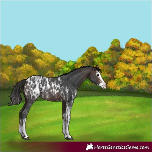 Horse Color:Bay Sabino Splash Blanket  and Gray Bay Sabino Splash Blanket 
