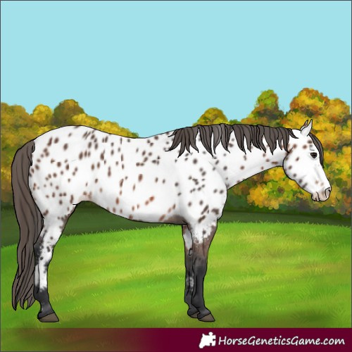 Horse Color:Bay Appaloosa 
