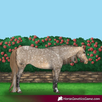 Horse Color:Buckskin Dun Snowflake Varnish and Buckskin Dun Snowflake Varnish