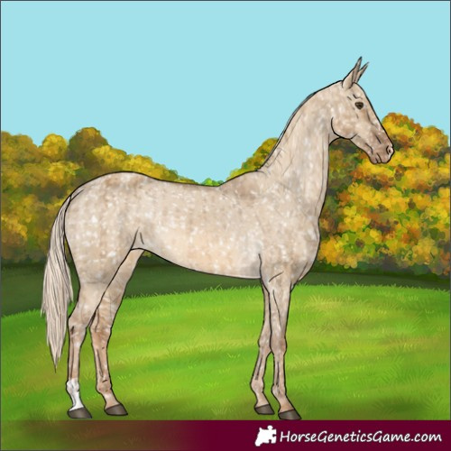 Horse Color:Chocolate Palomino Dun Snowflake Varnish and Chocolate Palomino Dun Snowflake Varnish