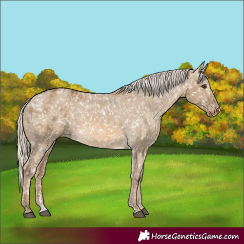 Horse Color:Chocolate Palomino Dun Snowflake Varnish and Chocolate Palomino Dun Snowflake Varnish