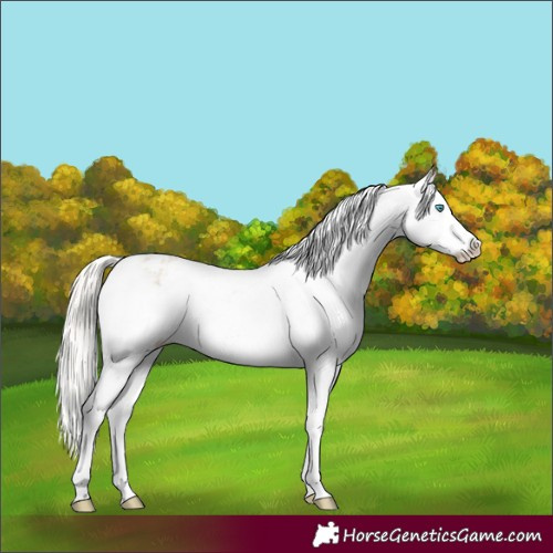 Horse Color:Cremello Dun Appaloosa and Cremello Dun Appaloosa Rabicano