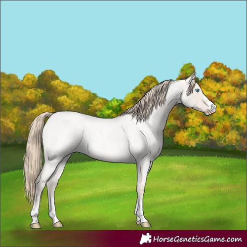 Horse Color:Smoky Creme Roan Dun