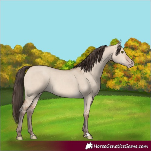 Horse Color:Amber Champagne Dun 