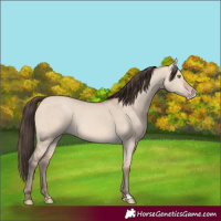 Horse Color:Amber Champagne Dun 