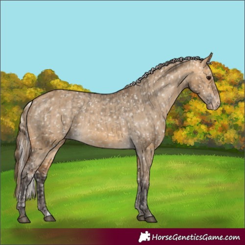 Horse Color:Buckskin Dun Appaloosa  and Silver Buckskin Dun Appaloosa 