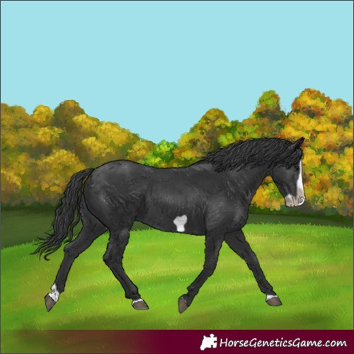 Horse Color:Black Splash Frame 