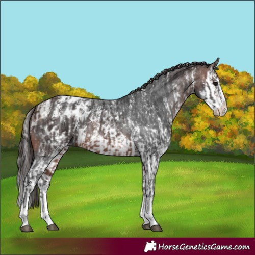 Horse Color:Brown Sabino Splash Appaloosa  and Bay Sabino Splash Appaloosa 