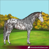 Horse Color:Brown Sabino Splash Appaloosa and Bay Sabino Splash Appaloosa