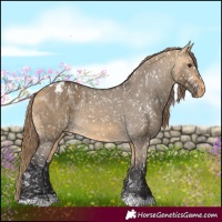 Horse Color:Buckskin Dun Appaloosa  and Buckskin Dun Appaloosa 