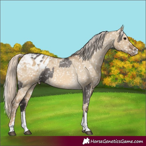Horse Color:Smoky Grullo Appaloosa  and Chocolate Palomino Dun Appaloosa 