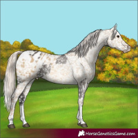 Horse Color:Smoky Grullo Appaloosa and Chocolate Palomino Dun Appaloosa