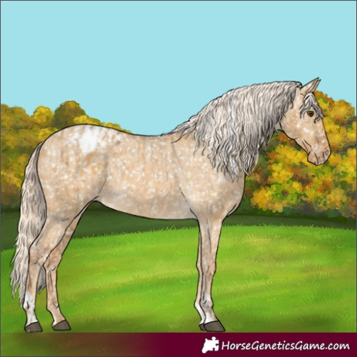 Horse Color:Chocolate Palomino Dun Appaloosa  and Palomino Dun Appaloosa 