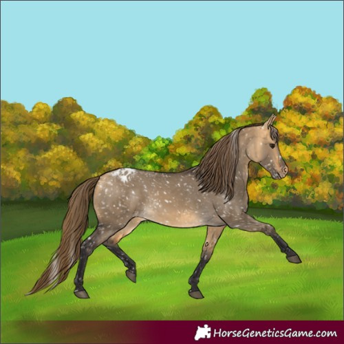Horse Color:Buckskin Dun Appaloosa  and Buckskin Dun Appaloosa 