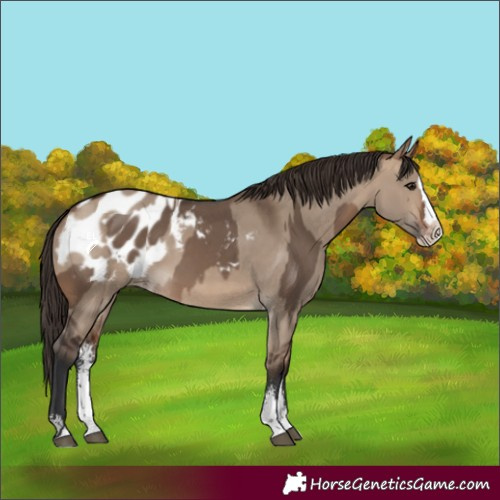 Horse Color:Bay Dun Sabino Splash Appaloosa  and Bay Dun Sabino Splash Appaloosa Rabicano 
