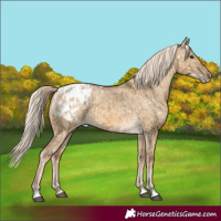 Horse Color:Chocolate Palomino Dun Blanket and Chocolate Palomino Dun Blanket