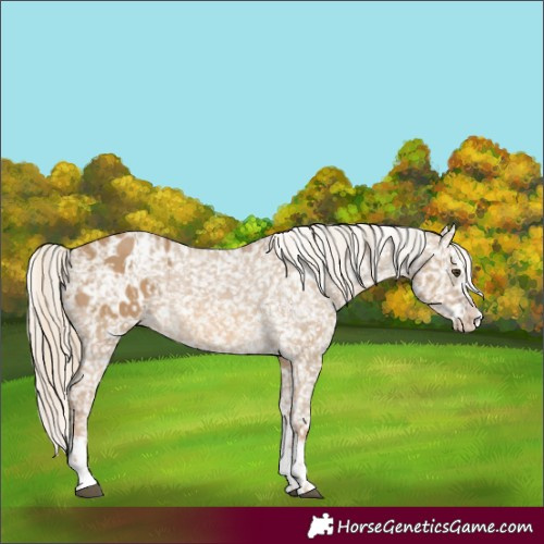 Horse Color:Chocolate Palomino Dun Appaloosa  and Chocolate Palomino Dun Splash Appaloosa 