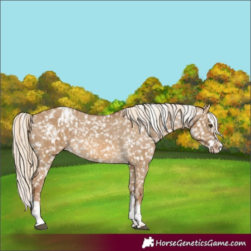 Horse Color:Chocolate Palomino Dun Blanket  and Chocolate Palomino Dun Splash Blanket 