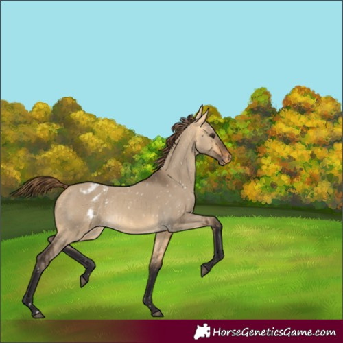 Horse Color:Buckskin Dun Appaloosa  and Buckskin Dun Appaloosa 