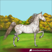 Horse Color:Buckskin Dun Appaloosa  and Buckskin Dun Frame Appaloosa 