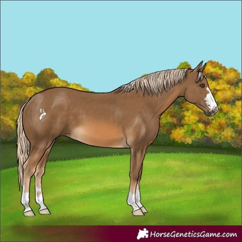 Horse Color:Chocolate Palomino 