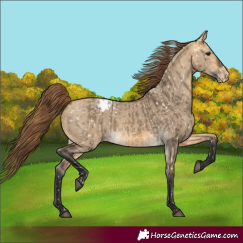 Horse Color:Buckskin Dun Appaloosa  and Buckskin Dun Appaloosa 