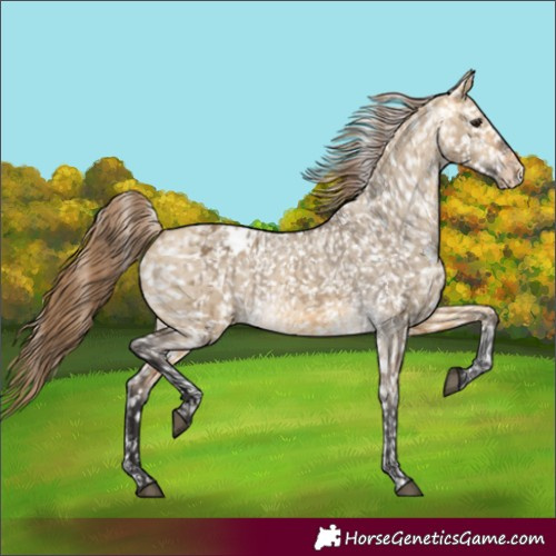 Horse Color:Buckskin Dun Appaloosa and Buckskin Dun Appaloosa