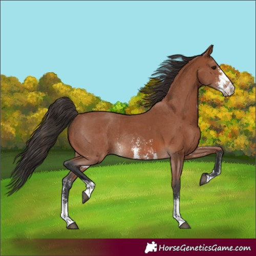 Horse Color:Bay Sabino Rabicano  and Bay Sabino Rabicano 