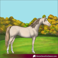 Horse Color:Perlino Dun