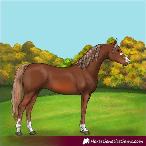 Horse Color:Chestnut 