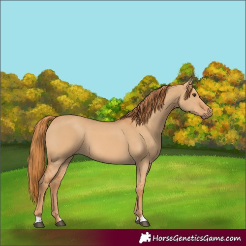 Horse Color:Red Dun 