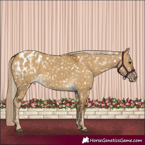 Horse Color:Chocolate Palomino Dun Blanket and Chocolate Palomino Dun Blanket