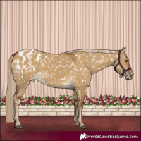 Horse Color:Chocolate Palomino Dun Blanket and Chocolate Palomino Dun Blanket