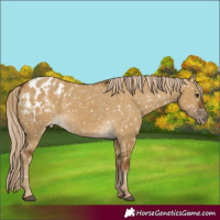 Horse Color:Chocolate Palomino Dun Appaloosa  and Chocolate Palomino Dun Appaloosa 
