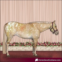 Horse Color:Chocolate Palomino Dun Blanket and Chocolate Palomino Dun Blanket